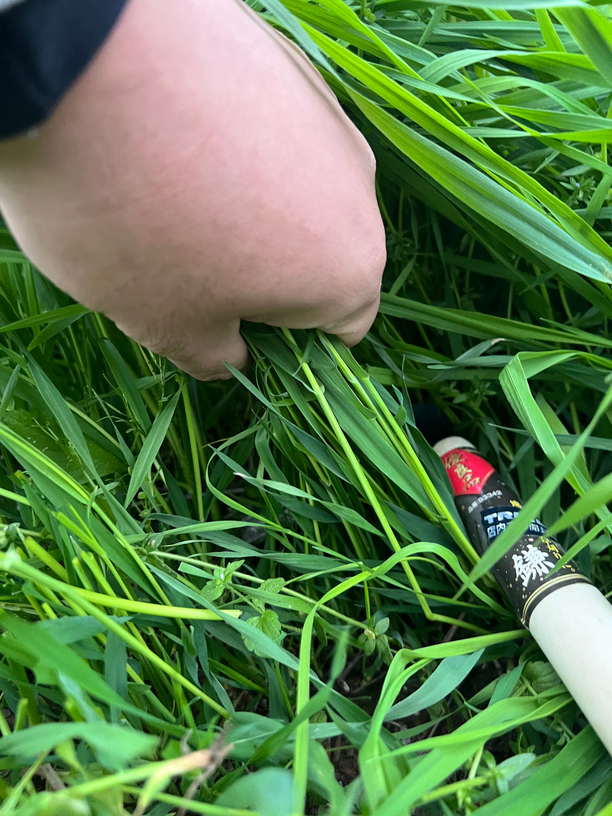 盛岡極上イタリアンライグラス 300g 数量限定