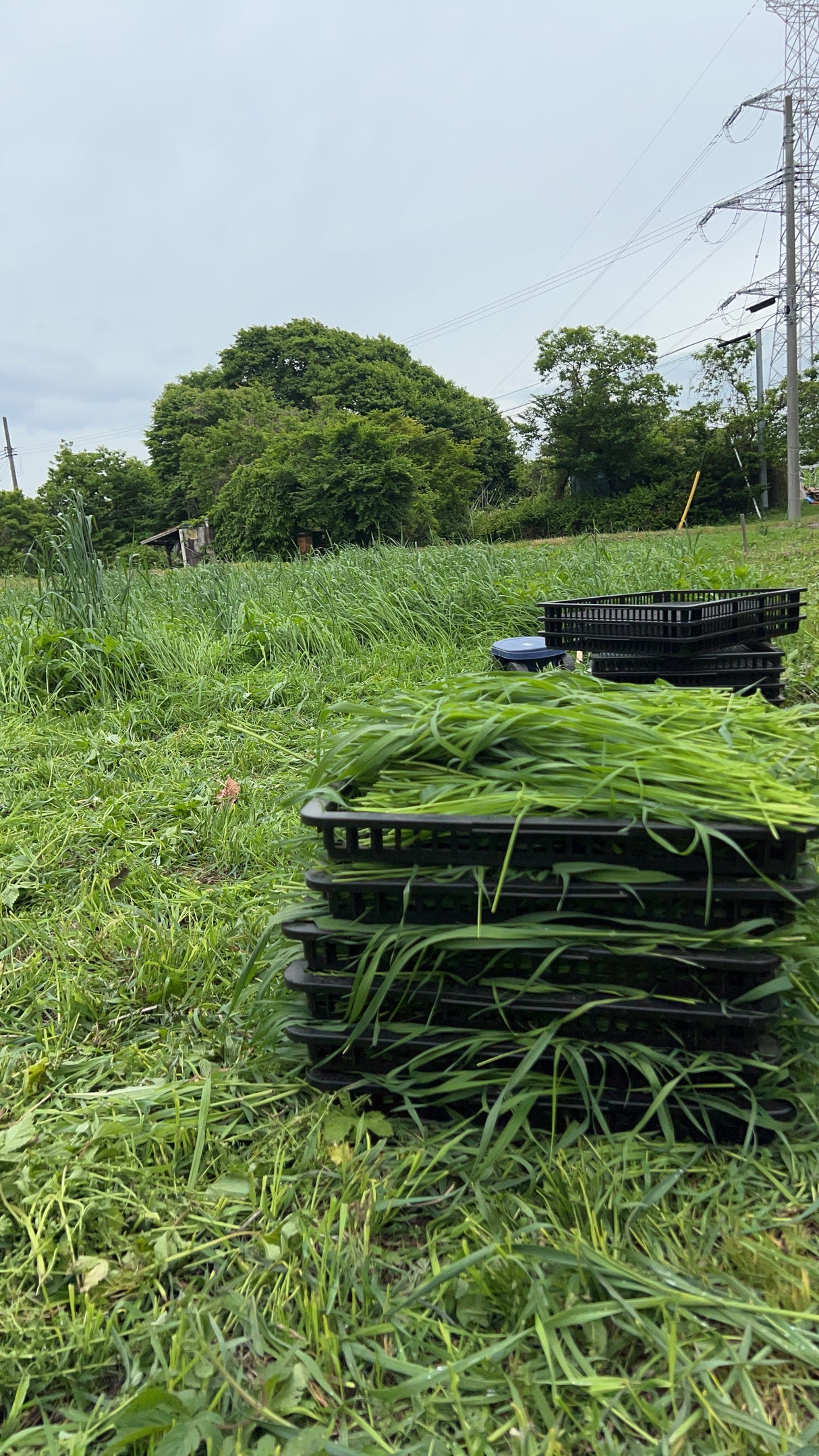 盛岡極上チモシー 300g 数量限定