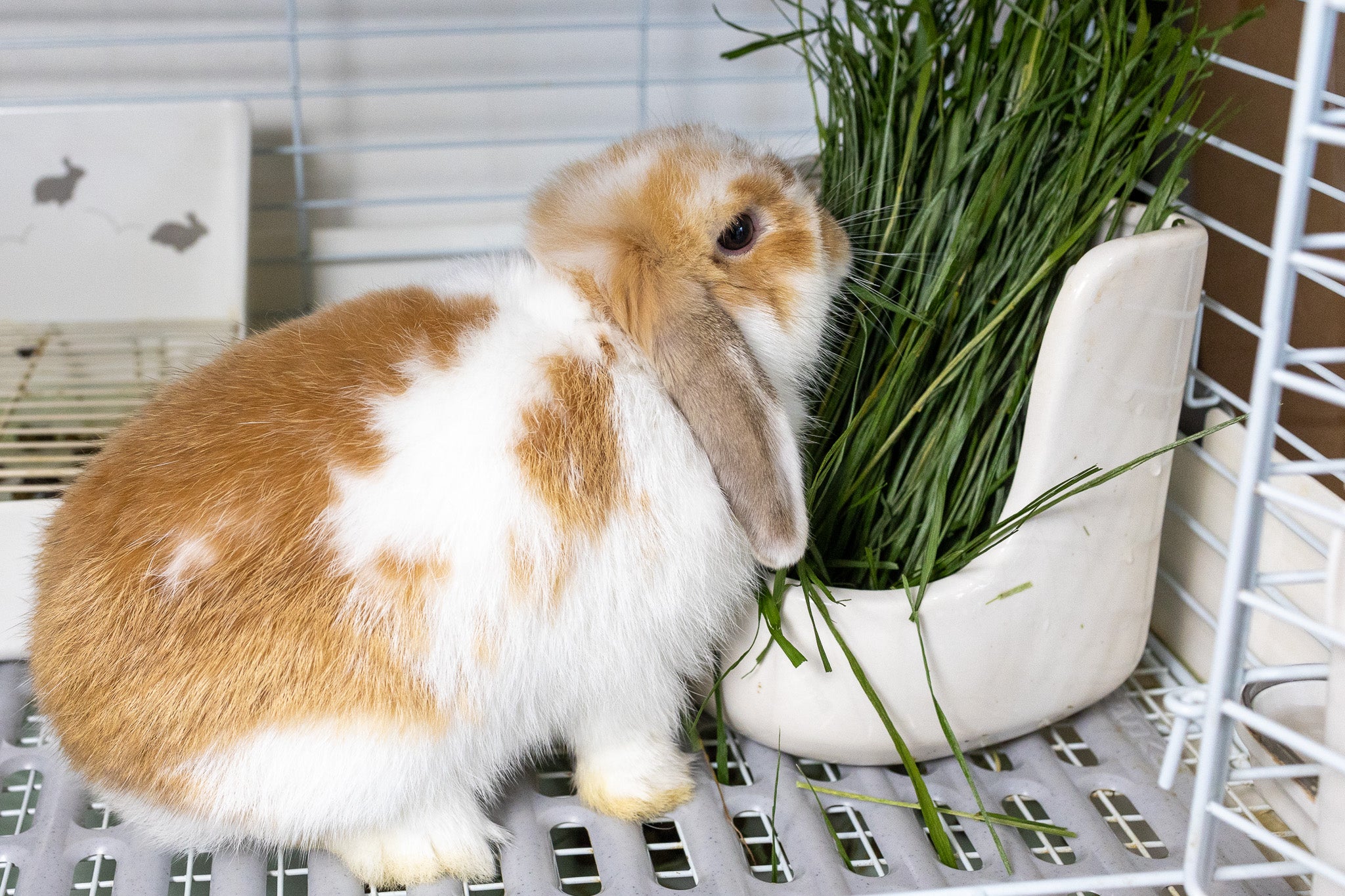 ★みかん★USA産イタリアンライグラス 楽天市場】【any grass】 USA産 イタリアンライグラス 1Kg~10Kg