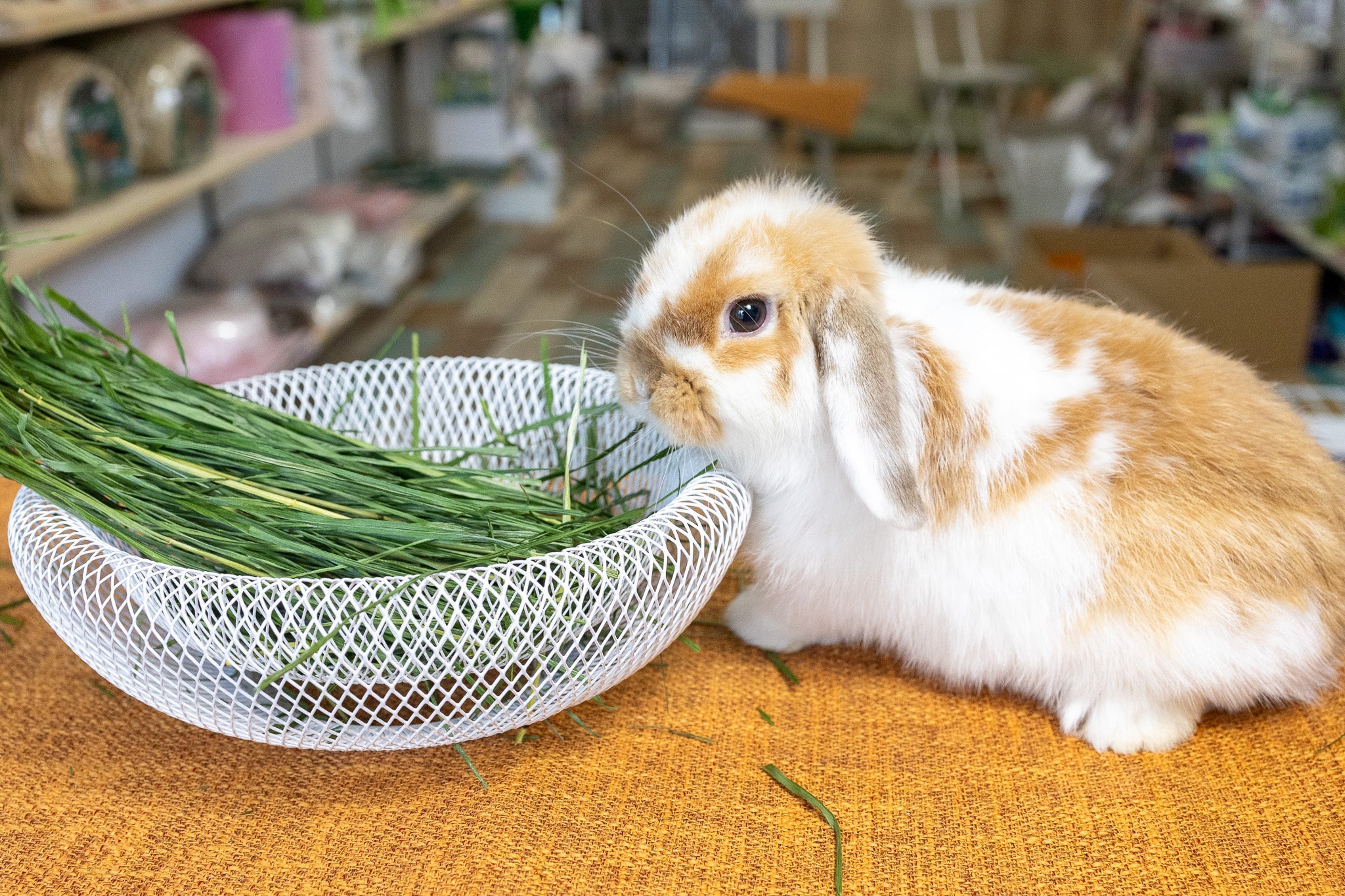 盛岡極上チモシー 300g 数量限定 – チモシー通販のモフリ